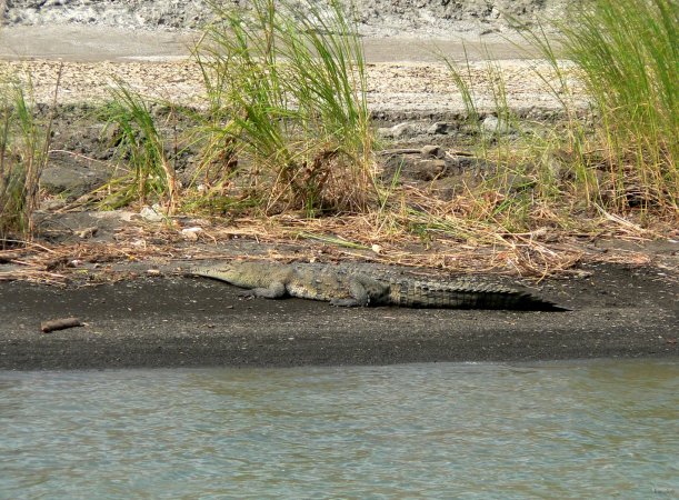 109- Un crocodile sur la berge du lac Gatun 